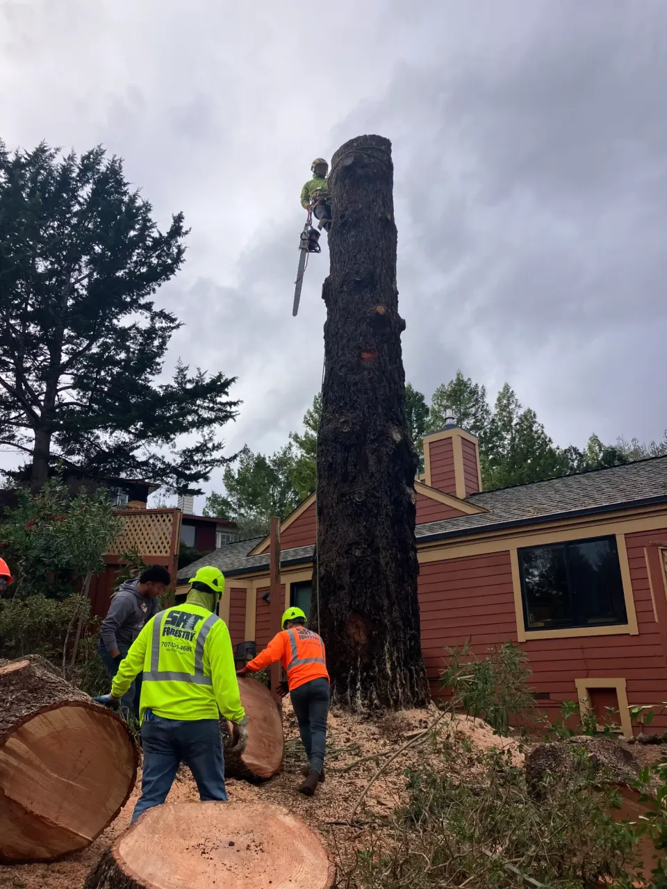 Crew working beside a cut tree trunk near a house