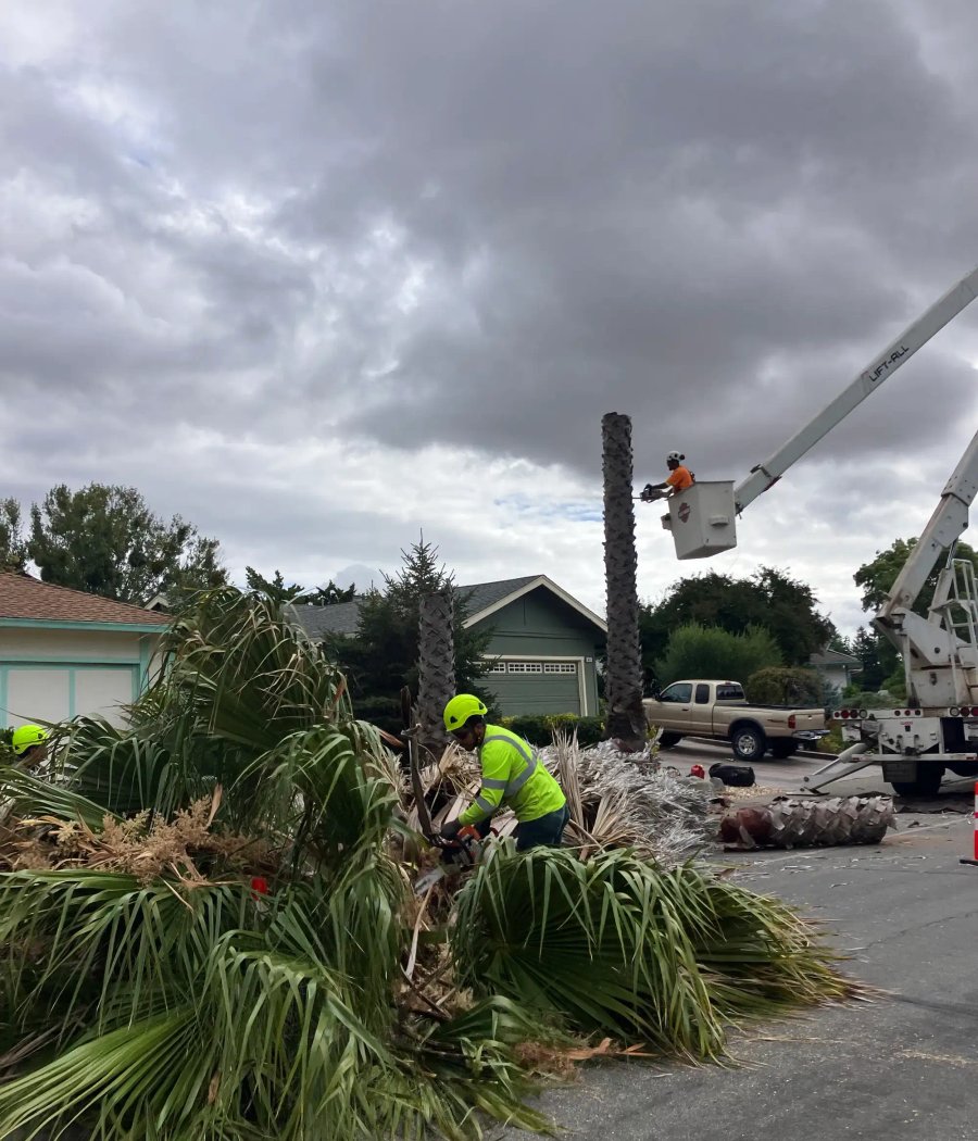 Emergency crew removing a storm-damaged tree in Sonoma County