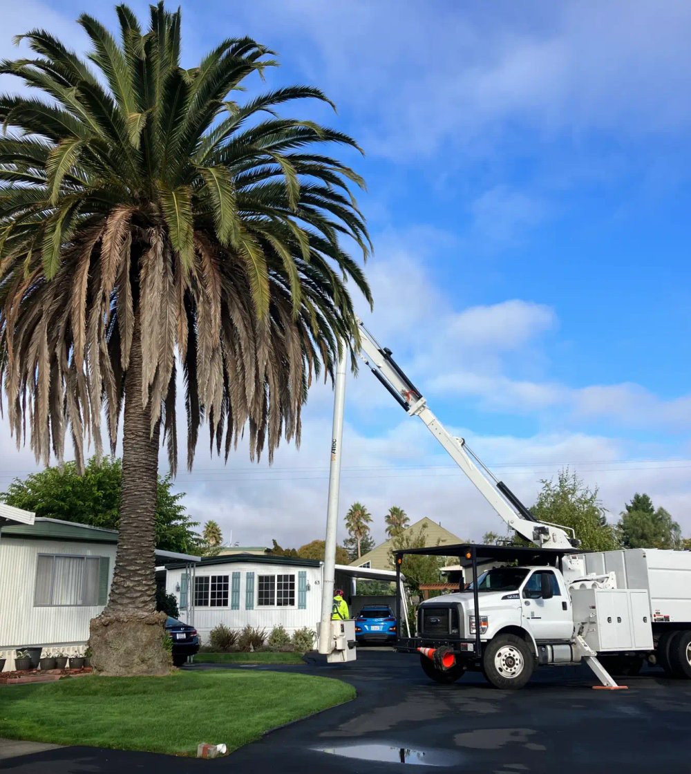 On-site tree consultation and property assessment