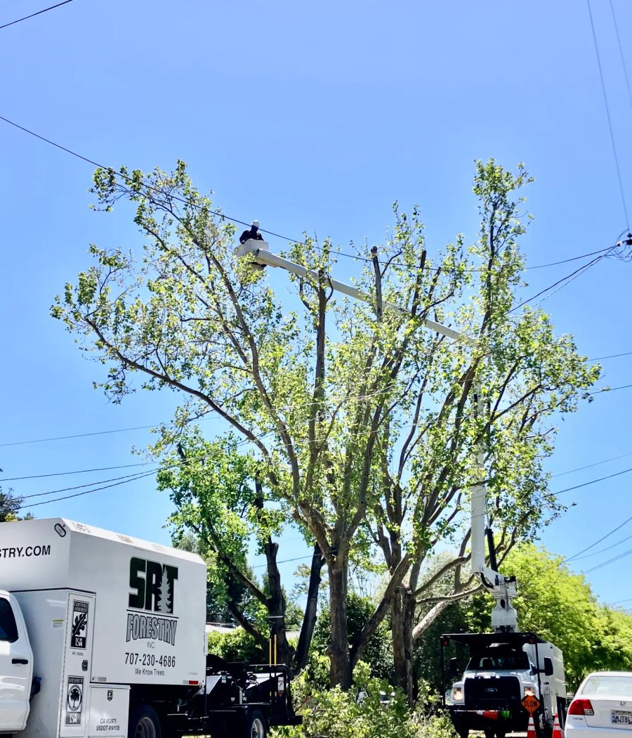Professional tree trimming crew pruning trees near a home in Sonoma County
