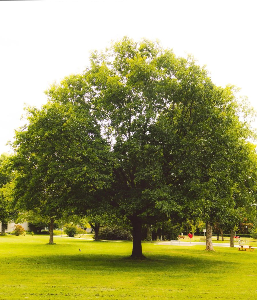 Large oak tree being professionally cared for in Sonoma County